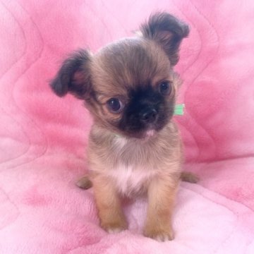 チワワ(ロング)【福岡県・男の子・2023年5月26日・フォーン】の写真「僕に会いに来てね❣️」