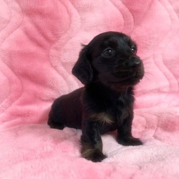 ミニチュアダックスフンド(ロング)【福岡県・女の子・2023年3月26日・ブラック&タン.ブリンドル】の写真「ブラック＆タン.ブリンドル」