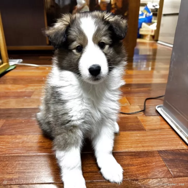 ID：2503-02154の子犬