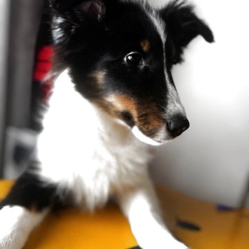 シェットランドシープドッグ【愛知県・女の子・2025年6月26日・トライ】の写真「父親はJKCチャンピオン。優しい女の子」