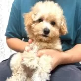 タイニープードル