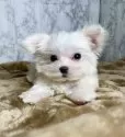 マルチーズ【北海道・男の子・2025年8月29日・ホワイト】の写真10