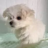 マルプー(トイプードル×マルチーズ)【北海道・男の子・2025年3月6日・クリーム】の写真14