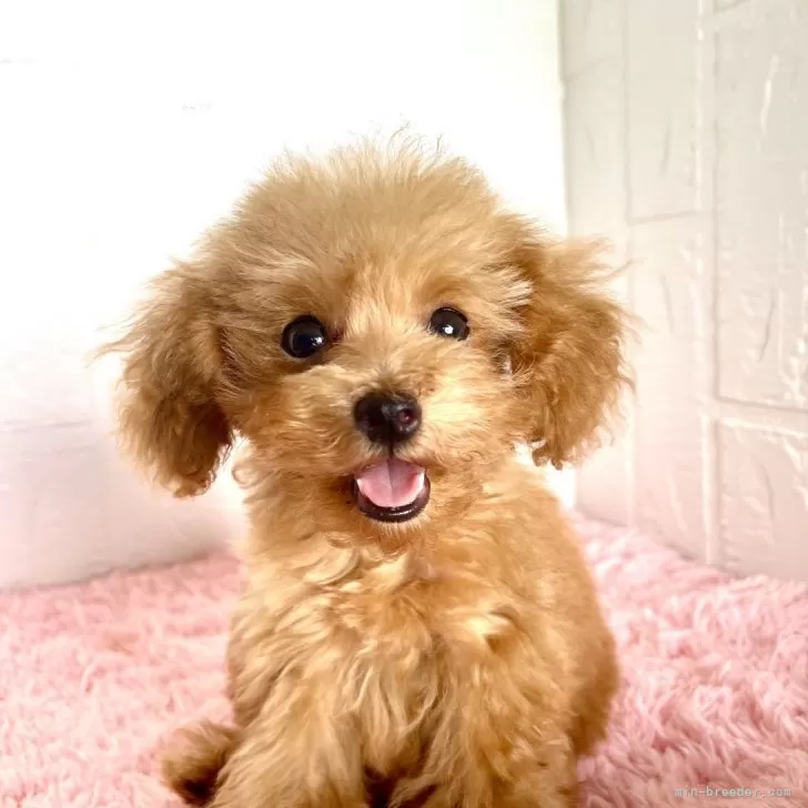 ID：2507-08535の子犬