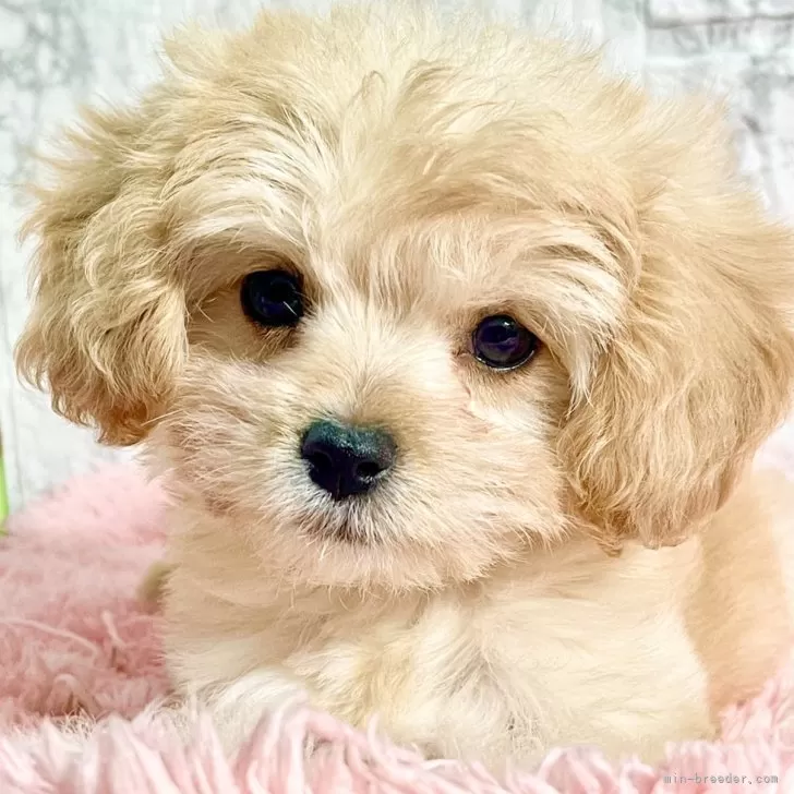 S.T 様のお迎えした子犬