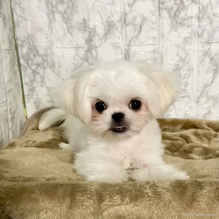 ミックス(マルチーズ×ペキニーズ)【北海道・男の子・2025年4月23日・ホワイト】の写真1「11月1日の体重1.384gです。パパ似で身体も小ぶりな男の子で成犬時の予想体重は３kg未満」