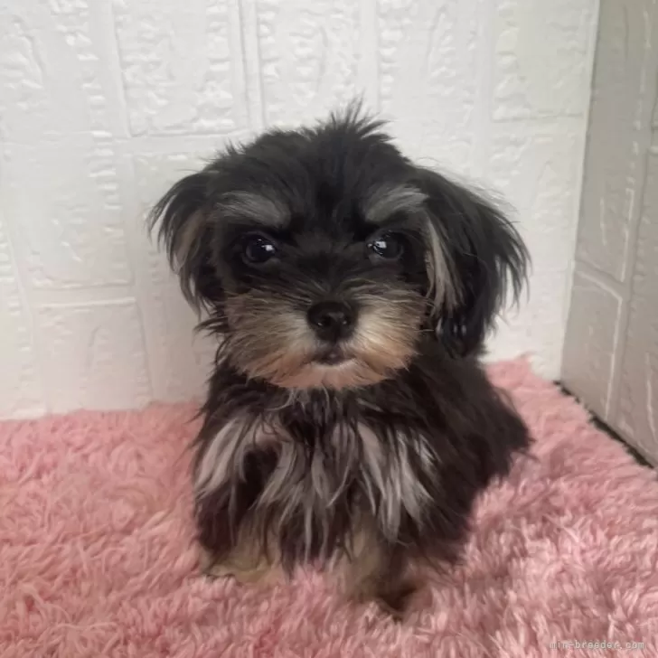 ID：2508-07343の子犬