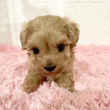 マルプー(マルチーズ×トイプードル)【北海道・女の子・2025年10月17日・アプリコット】の写真「甘えん坊のマイペースな性格の女の子です❣️」