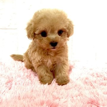 マルプー(マルチーズ×トイプードル)【北海道・女の子・2025年10月17日・アプリコット】の写真「甘えん坊のマイペースな性格の女の子です❣️」