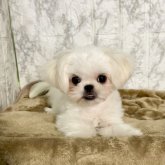 ミックス(マルチーズ×ペキニーズ)