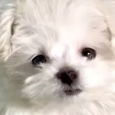 マルプー(トイプードル×マルチーズ)【北海道・男の子・2025年3月6日・クリーム】の写真1「極小サイズマルプー３兄妹の中でサイズが1番小さな男の子ですが、欠点無しの健康優良児です。」