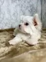 マルチーズ【北海道・男の子・2025年8月29日・ホワイト】の写真5