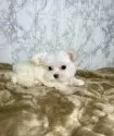 マルチーズ【北海道・男の子・2025年8月29日・ホワイト】の写真9