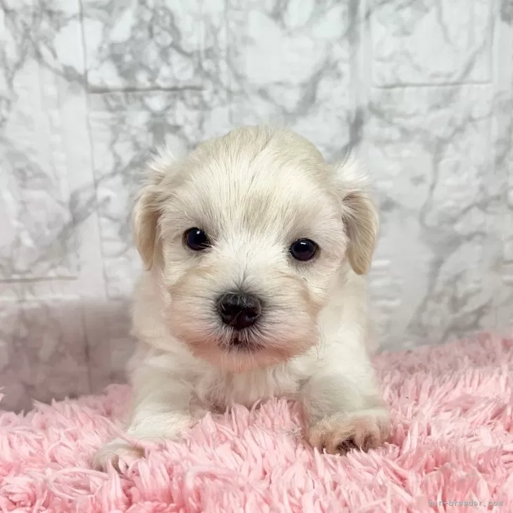 ID：2408-01217の子犬