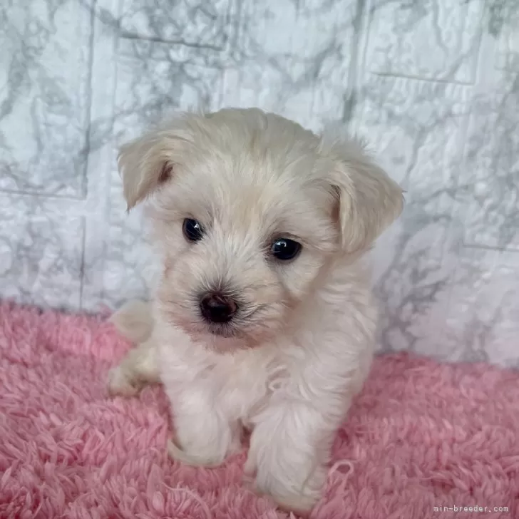 ID:2408-01190の子犬