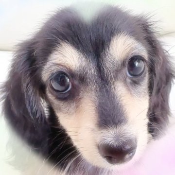 ミニチュアダックスフンド(ロング)【愛知県・女の子・2025年7月10日・ブラック&イエロー】の写真「いつでもお迎えOK♡おっとりな女の子♡」