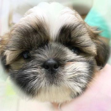 シーズー【愛知県・男の子・2024年8月15日・ブラウン&ホワイト】の写真「元気で　みんなで仲良く遊んでます！」