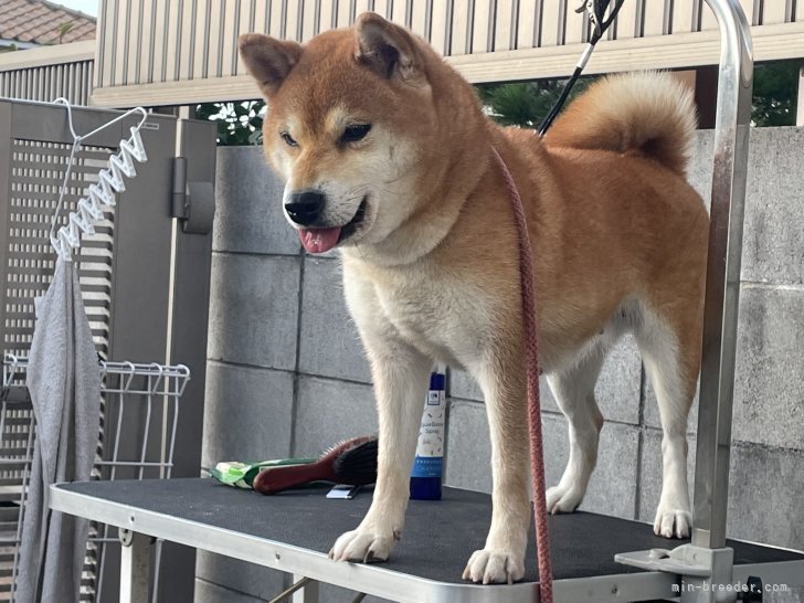 毎日朝晩トリミング台に乗せて、全ての犬をブラッシング、水拭き、スキンケア、歯磨きをします。｜沼　貴博(ぬま　たかひろ)ブリーダー(兵庫県・柴犬・日本犬保存会登録)の紹介写真6