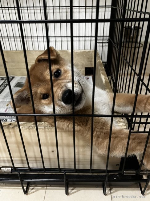 沼貴博ブリーダーのブログ：今週の仔犬見学🐕