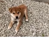柴犬(標準サイズ)【兵庫県・男の子・2025年7月29日・赤】の写真8「凛々しい顔🥸」