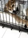 柴犬(標準サイズ)【兵庫県・男の子・2025年7月29日・赤】の写真3「1人で寝れます🥰」
