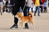 柴犬