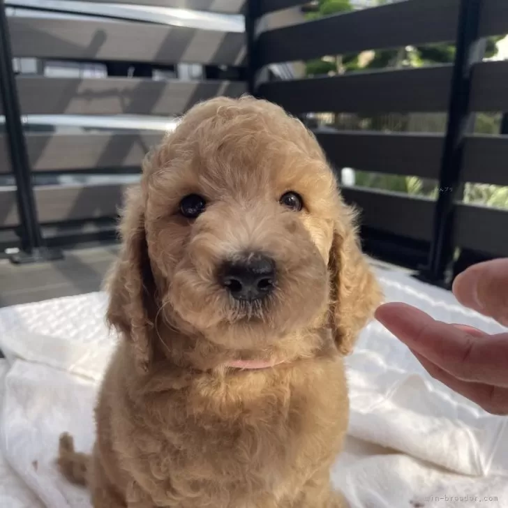 ID:2506-08487の子犬