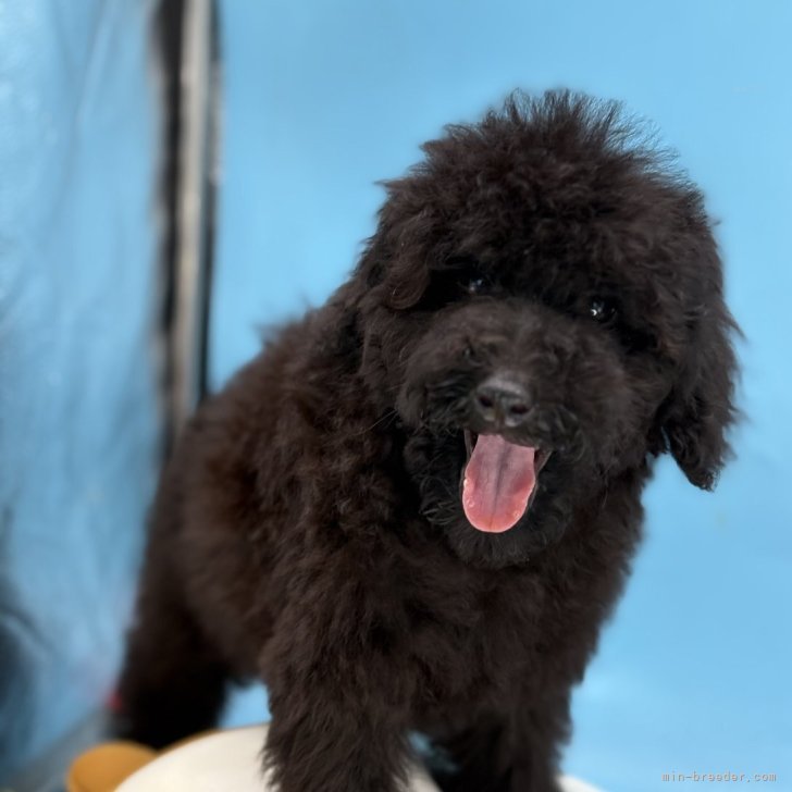 ブリーダー画像