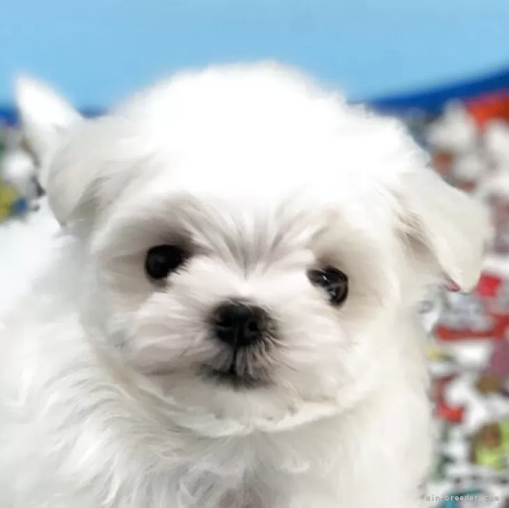 ID：2503-00140の子犬