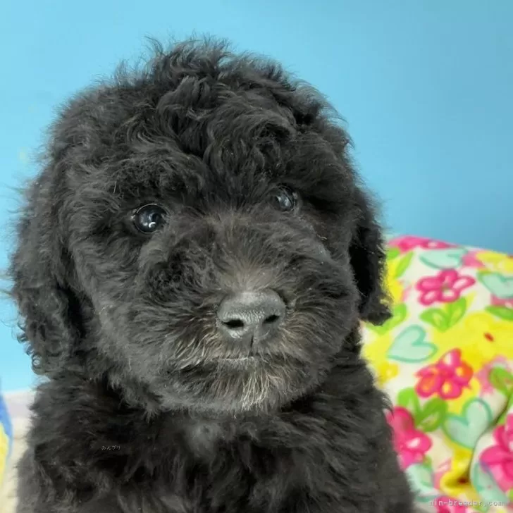 H.F 様のお迎えした子犬