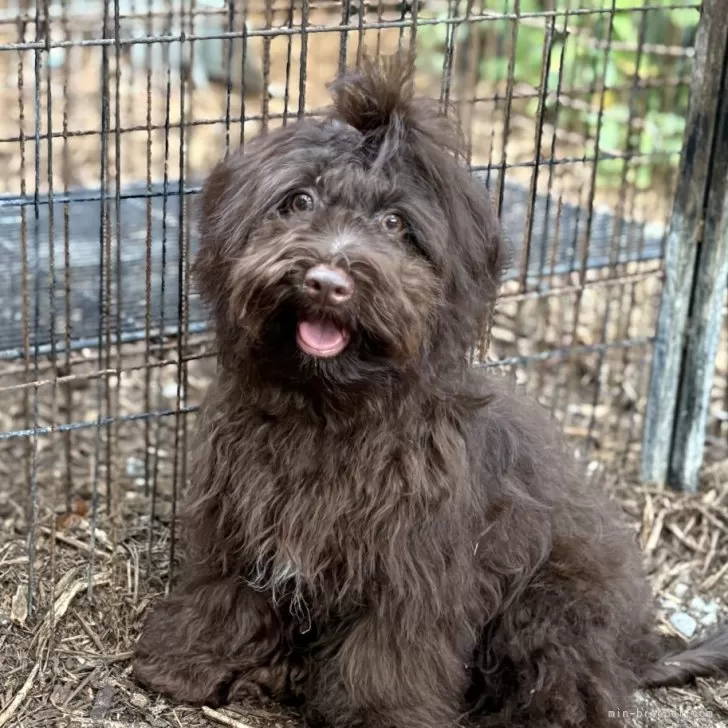 ID：2506-01691の子犬