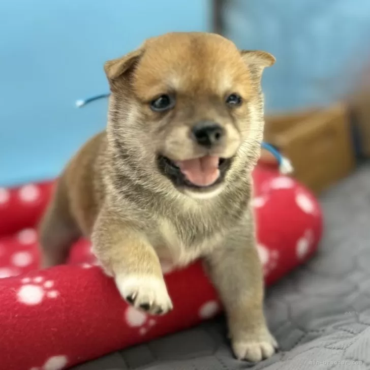 ID：2508-08733の子犬