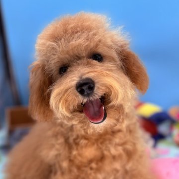 ミディアムプードル【長野県・女の子・2025年3月19日・オレンジフォーン】の写真「オレンジフォーンのキャピキャピガール」