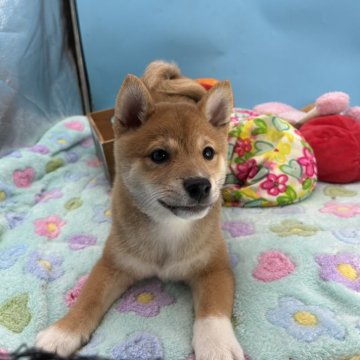 豆柴【長野県・男の子・2025年7月26日・あか】の写真「まんまるムチムチのかわいい子　」