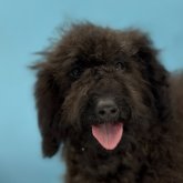 ミディアムプードル