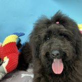 ミニチュアプードル