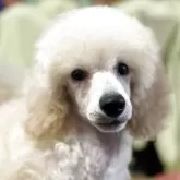 ミニチュアプードル