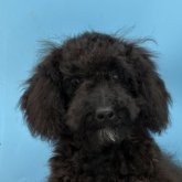 ミディアムプードル