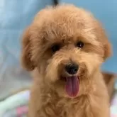 ミディアムプードル