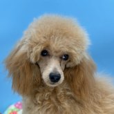 ミディアムプードル