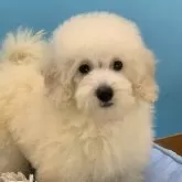 ミニチュアプードル