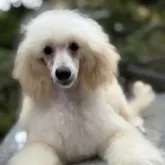 ミニチュアプードル