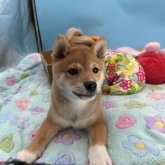 柴犬(豆柴)