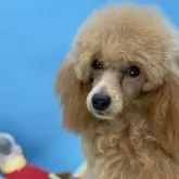 ミディアムプードル【長野県・女の子・2025年3月19日・オレンジフォーン】の写真2「とても穏やかな子です。」