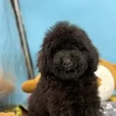 ミディアムプードル【長野県・男の子・2025年7月14日・ブラック】の写真2