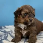 ハバニーズ【長野県・女の子・2025年10月2日・ブラウン・ブラックアンドホワイトマーキング】の写真4