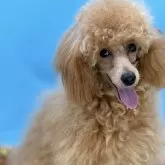 ミディアムプードル【長野県・女の子・2025年3月19日・オレンジフォーン】の写真4