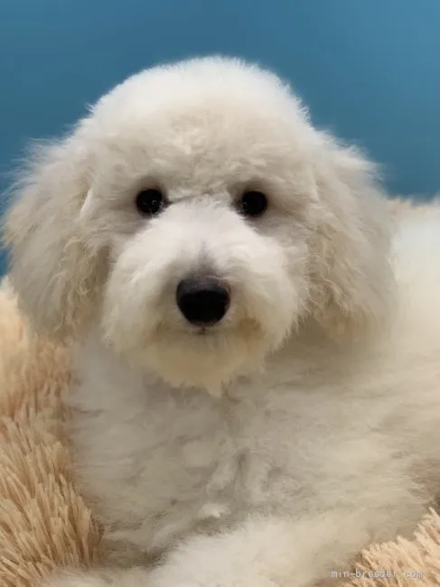 ID：2112-01071の子犬