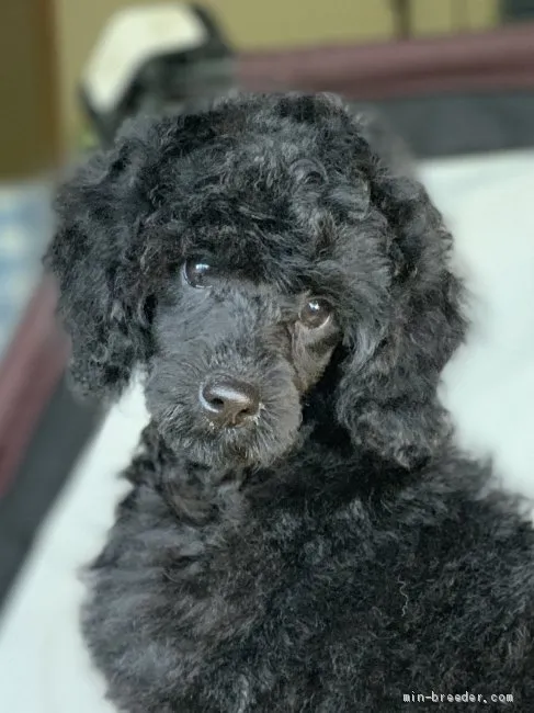 ID:2004-03734の子犬