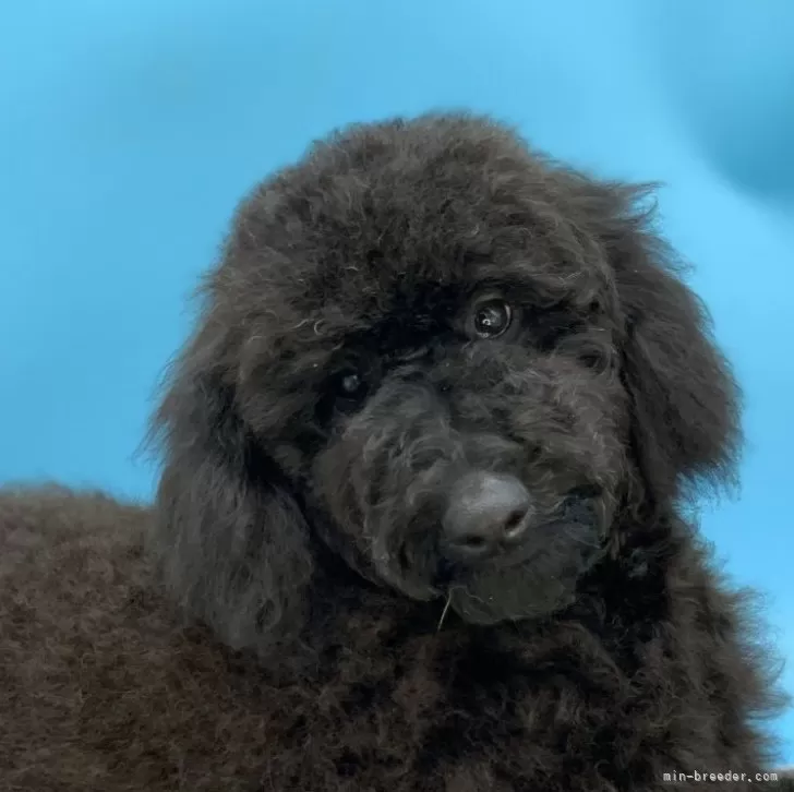 ID:2402-04568の子犬
